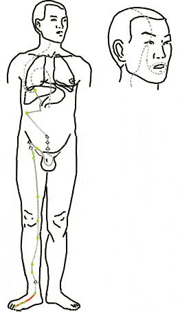 Leg Lesser Yin Liver Meridian