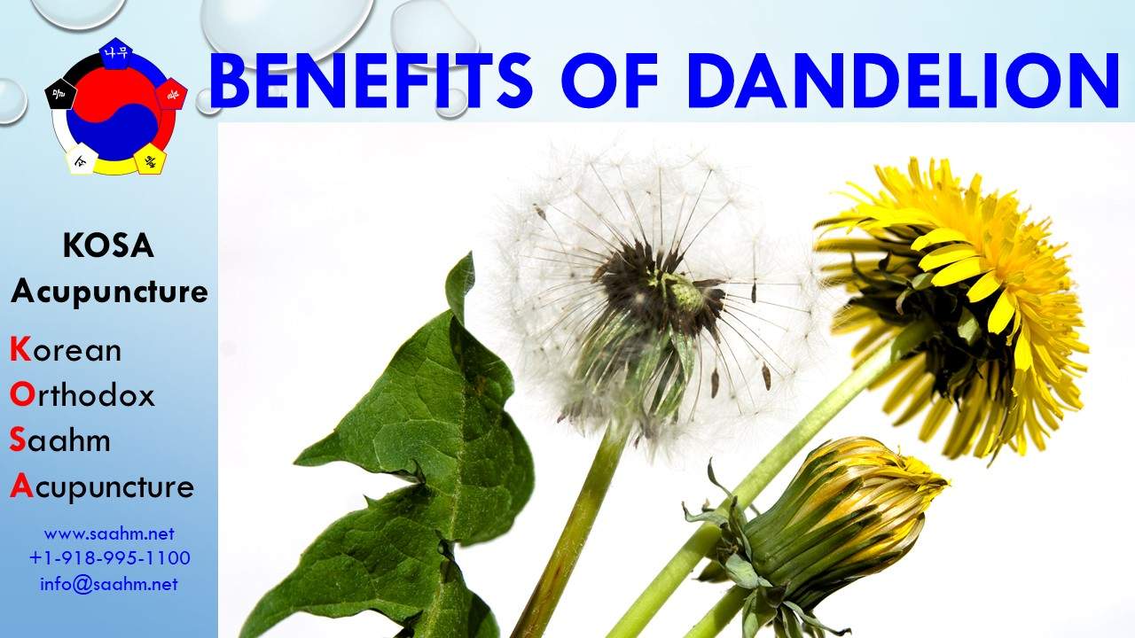 Benefits of Dandelion - Health Info by KOSA Acupuncture in Jenks Oklahoma Serving Tulsa Oklahoma and the vicinity